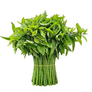 树仔菜新鲜菜苗特色私房菜五指山阳台庭院种植阳台盆栽四季青菜苗
