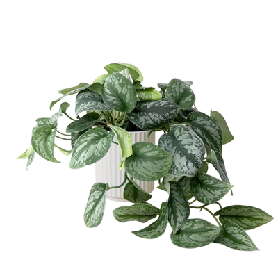 银斑葛盆栽客厅四季常青吸甲醛