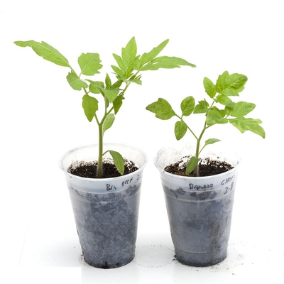 春夏秋小番茄秧苗番茄苗阳台盆栽