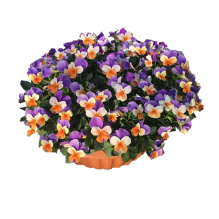 小兔子角堇三色堇角堇盆栽花期长露天耐寒地栽盆栽垂吊带花发包邮