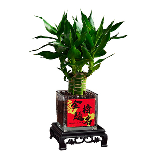 水培四支文昌竹盆栽室内桌面绿植含盆办公学习装饰植物好养活送礼