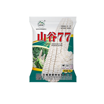 白玉米种子山谷77大棒出籽率高