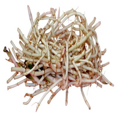 贵州山林野生折耳根嫩根鱼腥草