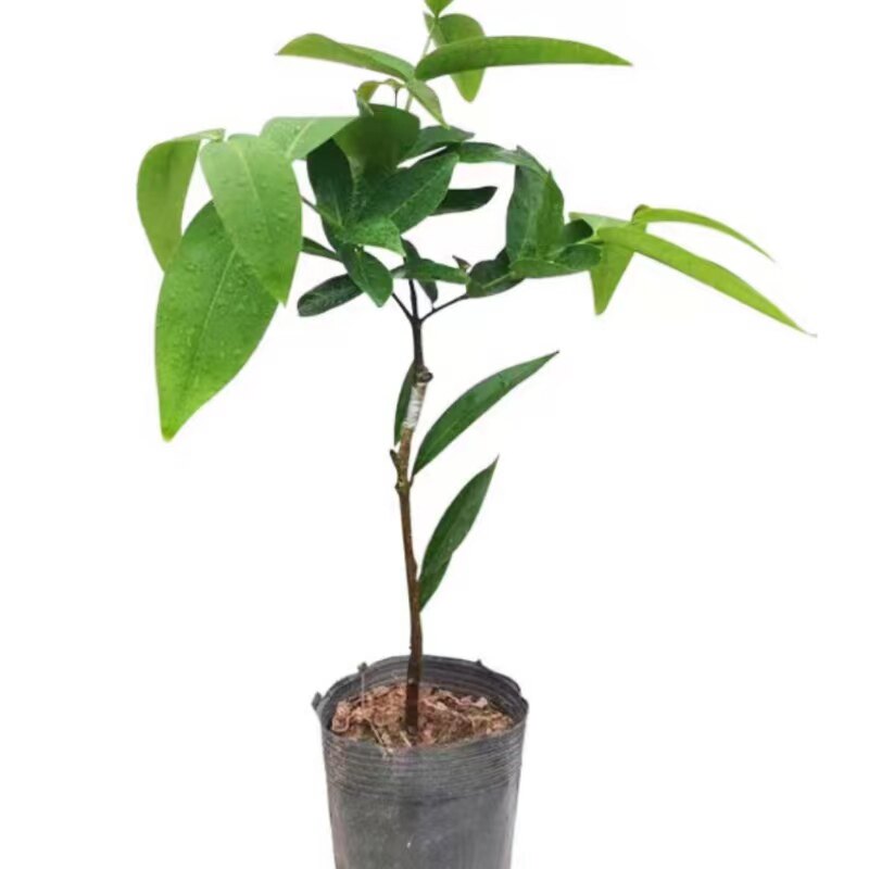 黑糖芭比莲雾树苗黑金刚大叶红苗
