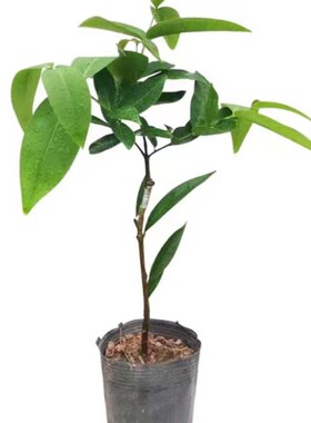 黑糖芭比莲雾树苗黑金刚大叶红苗