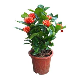 包邮 花卉盆栽 龙船花 龙船花苗仙丹花 百日红 山丹英丹花苗