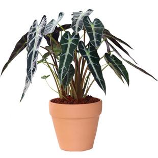 黑叶芋小仙女观音莲绿植盆栽室内客厅办公室耐阴好养阔叶竹芋植物