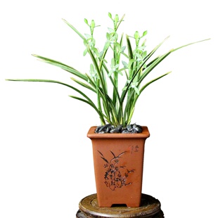 兰花金边兰花浓香型四季建兰素心 铁骨锦旗 四季室内花卉绿植盆栽