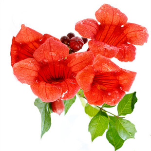 凌霄花种子美国庭院爬藤攀缘植物倒挂金钟炮仗花四季紫葳种籽