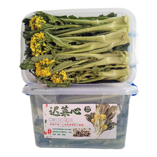 增城迟菜心特级8斤新鲜现摘小楼腊圃特产农家有机肥种植蔬菜顺丰