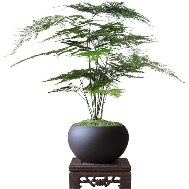 文竹盆栽植物室內客廳中式禪意盆景好養綠植辦公室擺件創意花卉