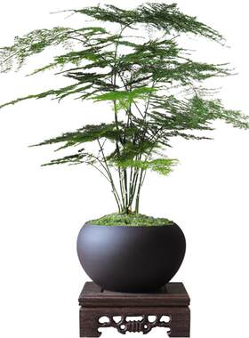 漳州精品文竹原产地直发
