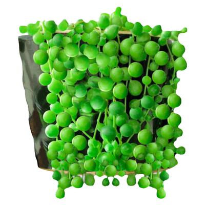 多肉植物大棚直销便宜好看