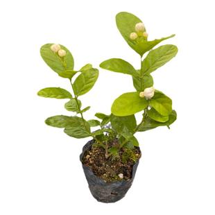 圆叶宝珠茉莉 宝珠茉莉花 室内外阳台庭院盆栽芳香浓郁花卉植物