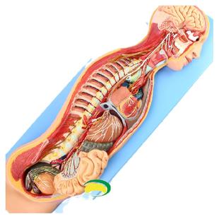 ENOVO颐诺人体医学交感神经系统模型 脊柱内脏关系胸外科解剖自主神经系统植物神经器官整脊疗法中医脊柱梳理