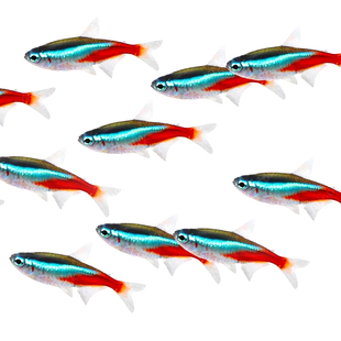 鱼官儿热带鱼苗白云金丝红绿灯樱桃灯斑马鱼小型观赏鱼活体新手养