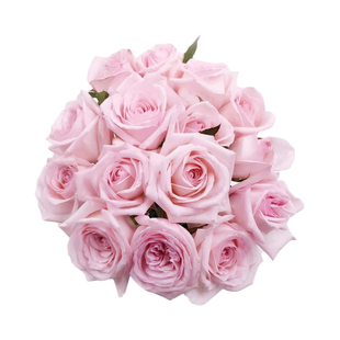 海蒂的花园月季花苗娜荷玛浓香爬藤抗病藤本植物拱门花墙花卉盆栽