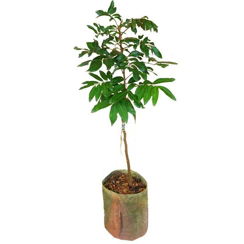 龙眼果树苗嫁接苗四季种植