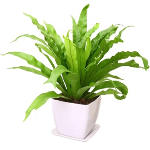 网红懒人水培绿植鸟巢蕨盆栽类维纳斯室内观叶植物净化空气好养活