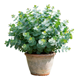 尤加利植物苹果桉银水滴圆叶花卉盆栽植物室内阳台绿植大苗小盆栽