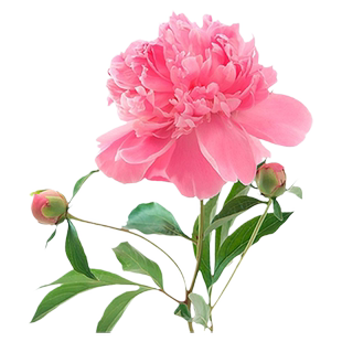 海蒂的花园菏泽芍药花苗多年生耐寒庭院花卉盆栽切花植物