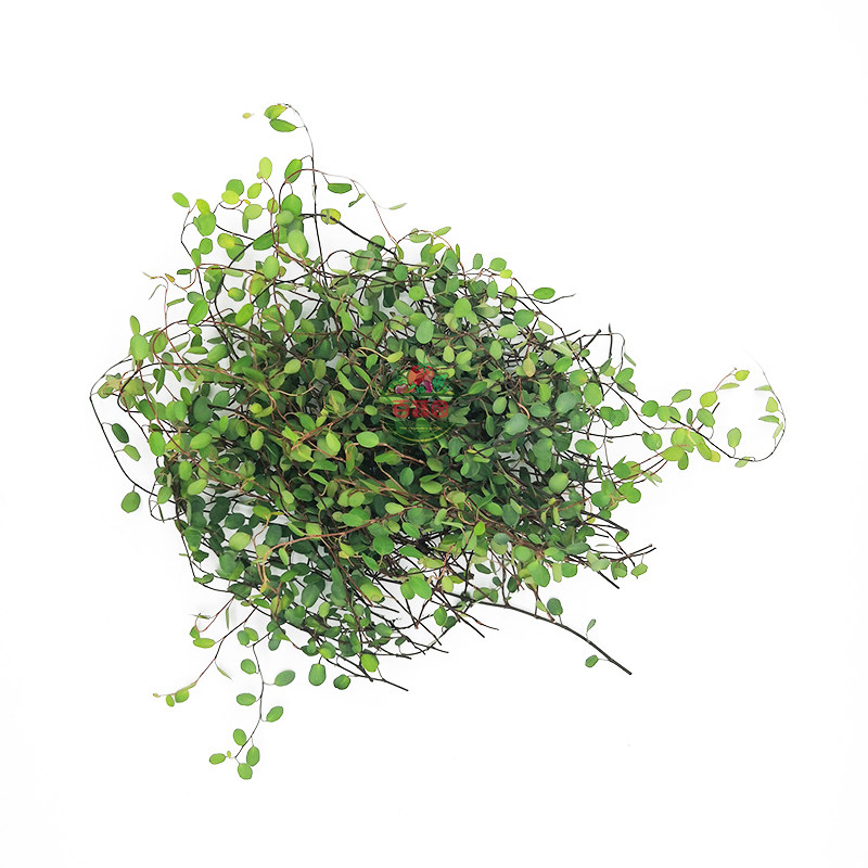 新鲜千叶吊兰摆盘蛋糕装饰花草苗