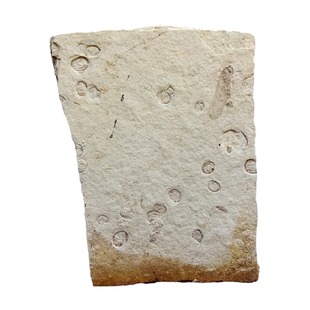 古生物奇石观赏石树化玉菊石三叶虫海星植物昆虫化石原石标本2515