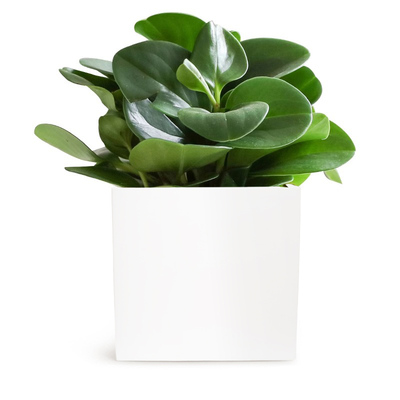 绿植迷你办公卧室小家碧玉植物
