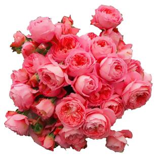 浩田花苑 夏日花火 月季花盆栽多季灌木包子阳台庭院植物花卉