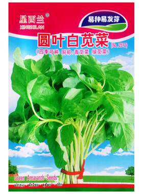 圆叶白苋菜种子四季种青绿苋菜籽