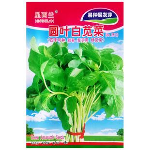 圆叶青绿白苋菜种子汉菜种籽农家盆栽阳台庭院春四季播种植蔬菜孑