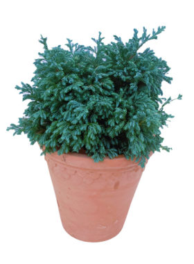 蓝色波尔瓦蓝湖柏皮球柏花园植物