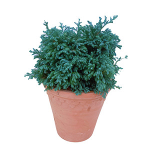 蓝色波尔瓦蓝湖柏皮球柏灌木球类盆栽园雾松耐寒四季常青花镜植物