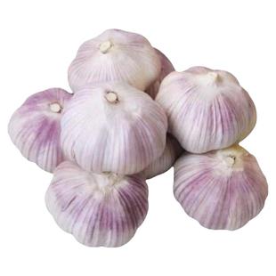 25年新干蒜大蒜头开封紫白皮大蒜种籽农家可种3斤5斤大蒜头大蒜种