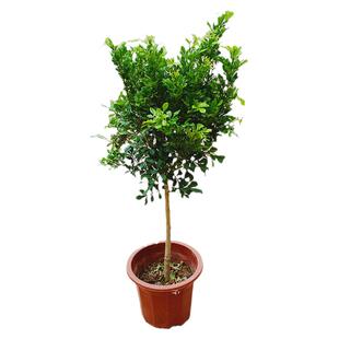 米兰盆栽独杆老桩花苗四季好养花卉植物室内阳台米兰花盆栽清香型