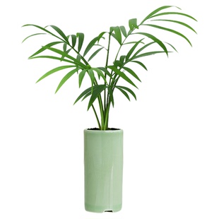 罗汉松小盆栽幸运草创意迷你拇指绿植物工位桌面招财摆件四季常青