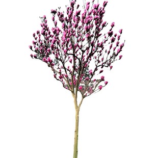 庭院植物紫玉兰花树苗南方北方均可种植红玉兰白玉兰耐寒娇红一号