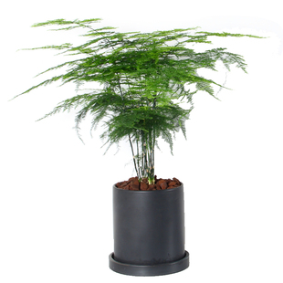 文竹小盆栽办公室桌面大颗室内好养绿植四季常青北欧摆件防辐射