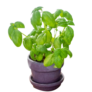 可食用九层塔种子金不换罗勒叶种植蔬菜阳台室内盆栽新鲜九成菜孑