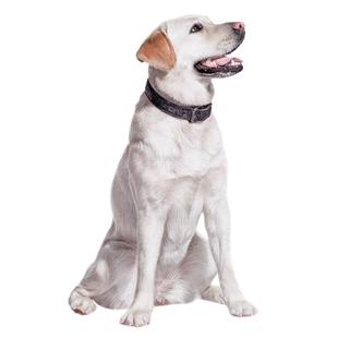 画狗猫宠物手绘素描画像手绘泰迪装饰定制鸟兔彩色画宠物照片纪念