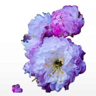 小叶榆叶梅梅花重瓣榆叶梅郁李树苗庭院观花植物盆栽地栽芳香花卉