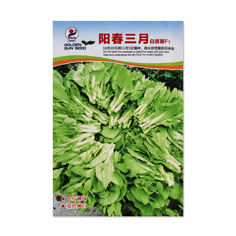 金阳红阳春三月白菜苔种子