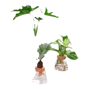 桌面水培植物春羽富贵竹发财树室内办公室绿植小盆栽好养易活花卉