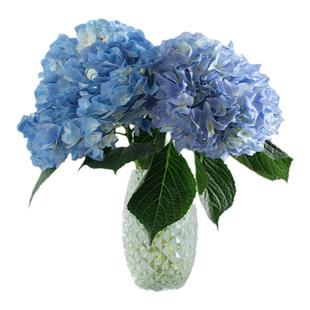 花点时间云南鲜花绣球花鲜花水培云南直发切花基地无尽夏室内插花