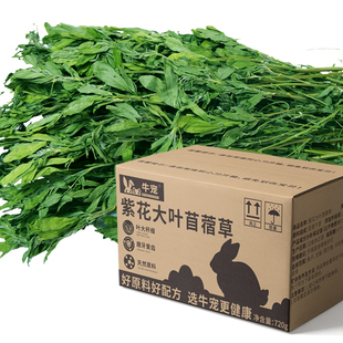 幼免子专用紫花苜蓿草26年新烘干牧草侏儒草料荷兰猪粮食豚鼠饲料