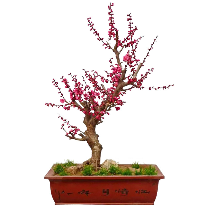 高档 梅花盆景树桩 红梅盆栽 提根植物室内花卉老桩 庭院耐寒重瓣