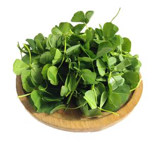 新鲜草头2斤 上海本地农家三叶菜 新鲜蔬菜金花菜苜蓿草本地草头