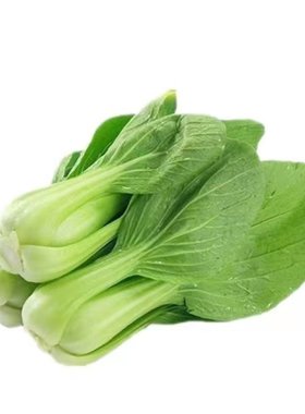 上海抗热605耐热上海青小油菜青梗菜夏季耐高温新鲜蔬菜种子包邮