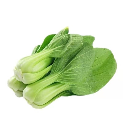 上海抗热605耐热上海青小油菜青梗菜夏季耐高温新鲜蔬菜种子包邮