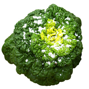 黄心乌种子乌塌菜 菜种籽乌塔菜 蔬菜种孑耐寒秋季四季菜种种植苗